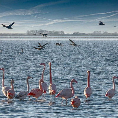 flamingos_battenoord