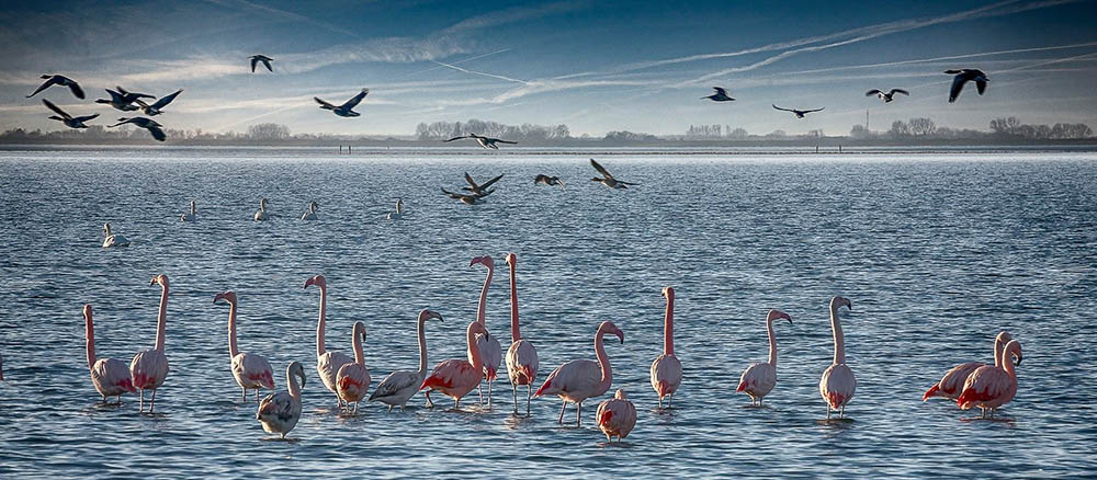 flamingos_battenoord