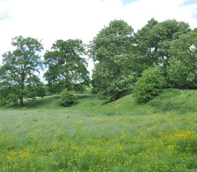 natuur-hekkens