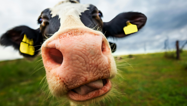 Er is nu een Vakbond voor Dieren. Maar willen koeien wel echt zwangerschapsverlof en een pensioenreg