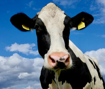 WW Jaspers 17 januari 2026