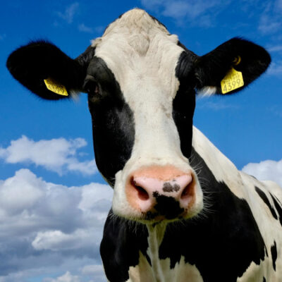 WW intropagina 17 januari 2025 WW intropagina 17 januari 2025