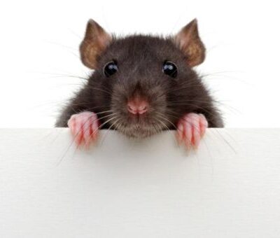 WW Van Willigenburg 26 maart 2026