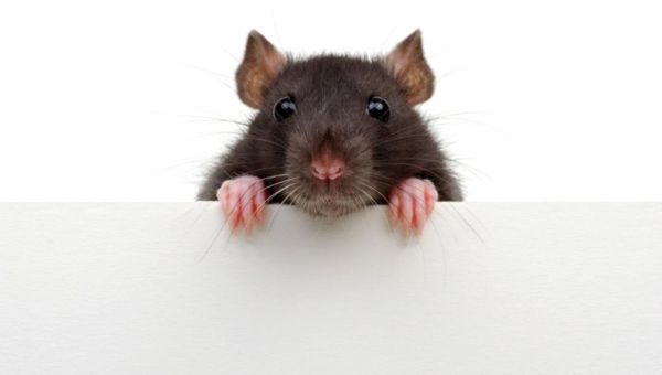 WW Van Willigenburg 26 maart 2026