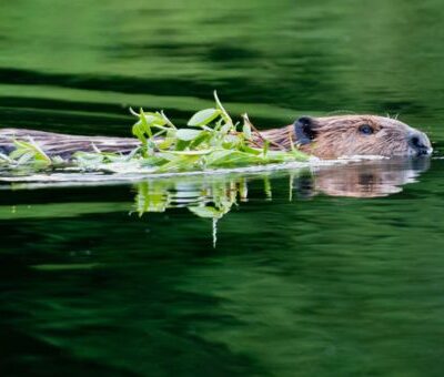 OswinSchneeweisz 2-5-26