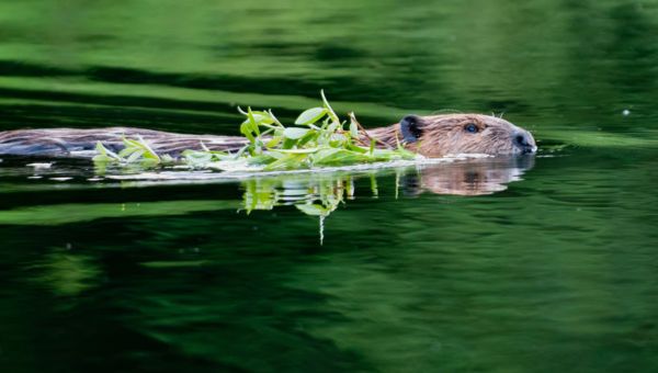 Bevers slopen dijklichamen en waterkanten. En ze zijn niet meer te tellen.